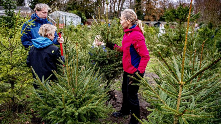 romsilva-scoate-la-vanzare-peste-16-000-de-brazi-si-molizi-pentru-craciun-preturile-incep-de-la-17-lei-de-unde-se-pot-cumpara-1026864
