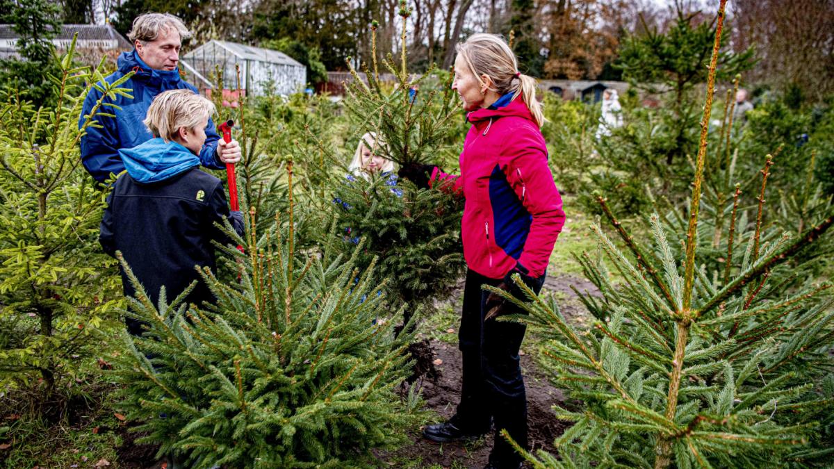 romsilva-scoate-la-vanzare-peste-16-000-de-brazi-si-molizi-pentru-craciun-preturile-incep-de-la-17-lei-de-unde-se-pot-cumpara-1026864