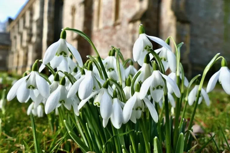 image-2023-02-13-26080104-41-ghiocei