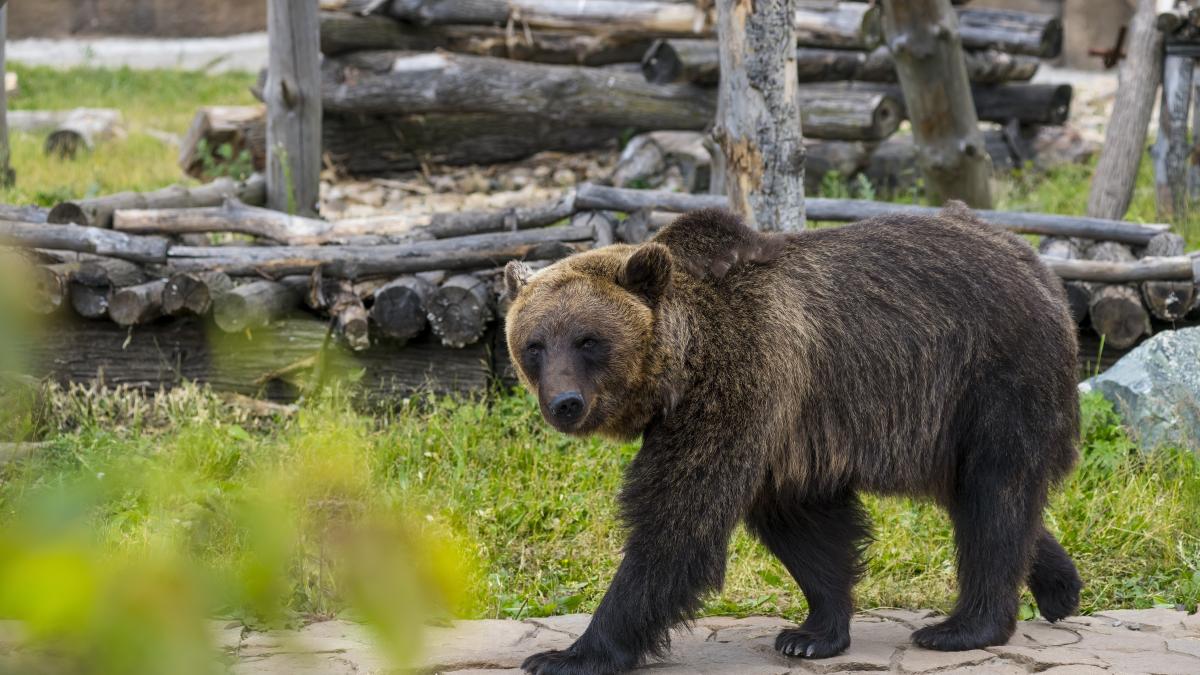 inca-o-ursoaica-a-fost-eutanasiata-in-poiana-brasov-decizia-luata-dupa-mai-multe-interventii-esuate-5429588 (1)